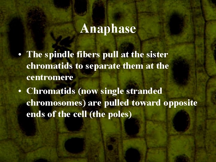 Anaphase • The spindle fibers pull at the sister chromatids to separate them at