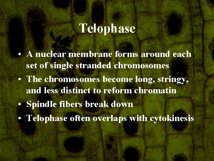 Telophase • A nuclear membrane forms around each set of single stranded chromosomes •