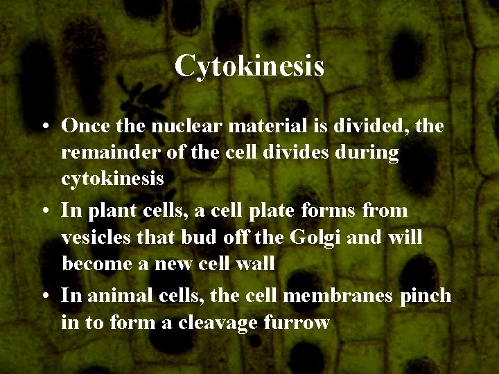 Cytokinesis • Once the nuclear material is divided, the remainder of the cell divides