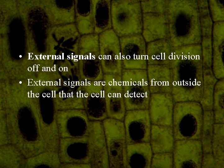  • External signals can also turn cell division off and on • External