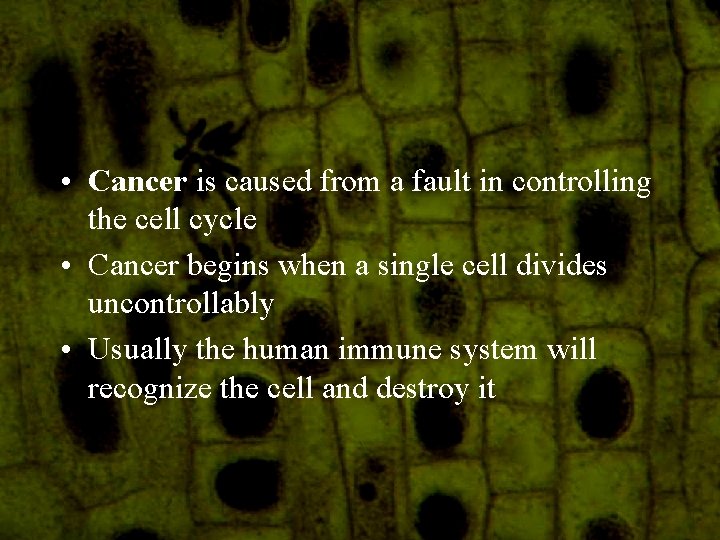  • Cancer is caused from a fault in controlling the cell cycle •