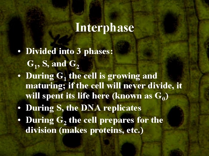 Interphase • Divided into 3 phases: G 1, S, and G 2 • During