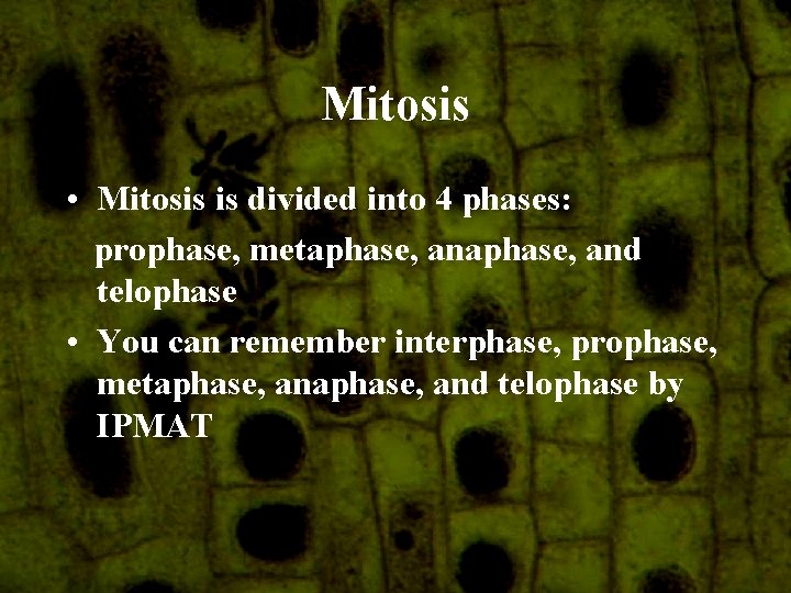 Mitosis • Mitosis is divided into 4 phases: prophase, metaphase, and telophase • You