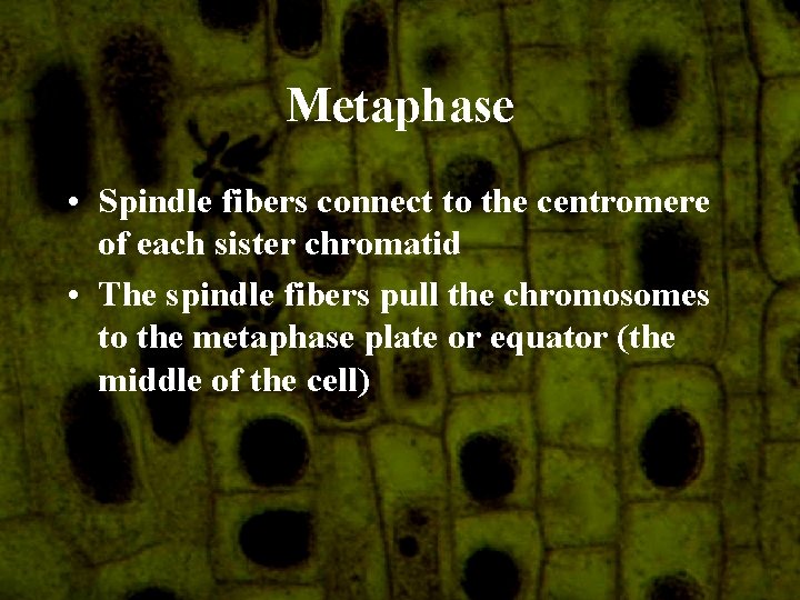 Metaphase • Spindle fibers connect to the centromere of each sister chromatid • The