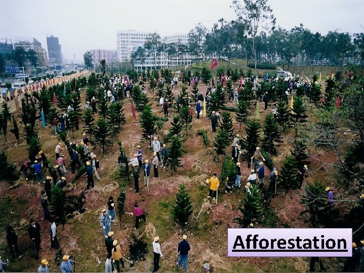 Afforestation 