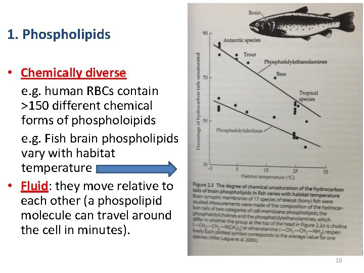 1. Phospholipids • Chemically diverse e. g. human RBCs contain >150 different chemical forms