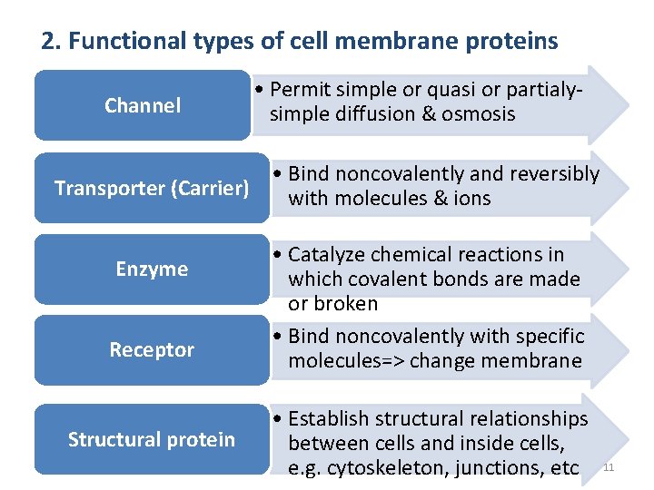 2. Functional types of cell membrane proteins Channel • Permit simple or quasi or