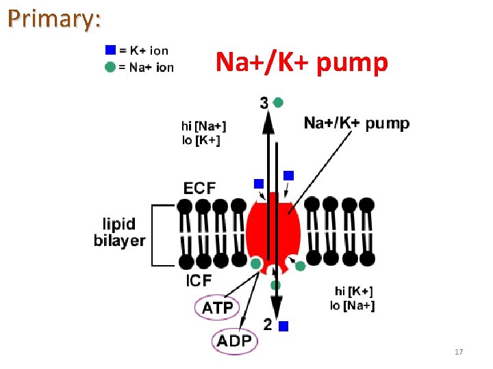 Primary: Na+/K+ pump 17 