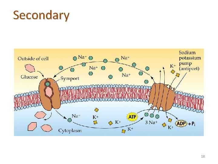 Secondary 18 