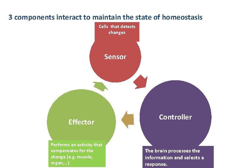 3 components interact to maintain the state of homeostasis Cells that detects changes Sensor