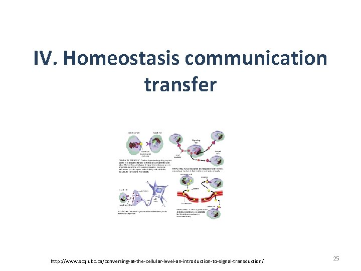 IV. Homeostasis communication transfer http: //www. scq. ubc. ca/conversing-at-the-cellular-level-an-introduction-to-signal-transduction/ 25 