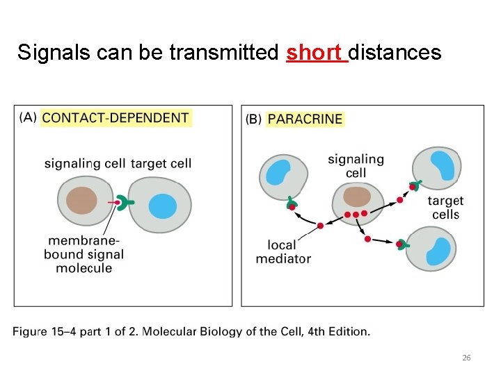 Signals can be transmitted short distances 26 