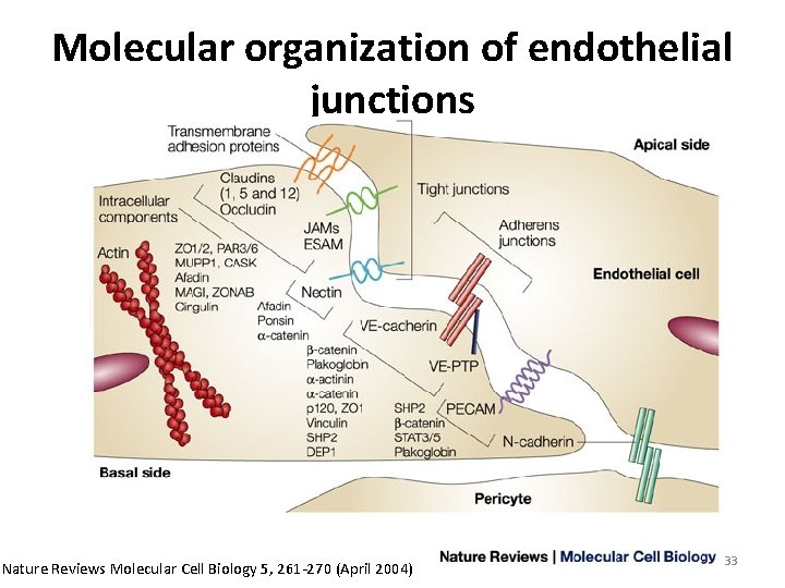 Molecular organization of endothelial junctions Nature Reviews Molecular Cell Biology 5, 261 -270 (April