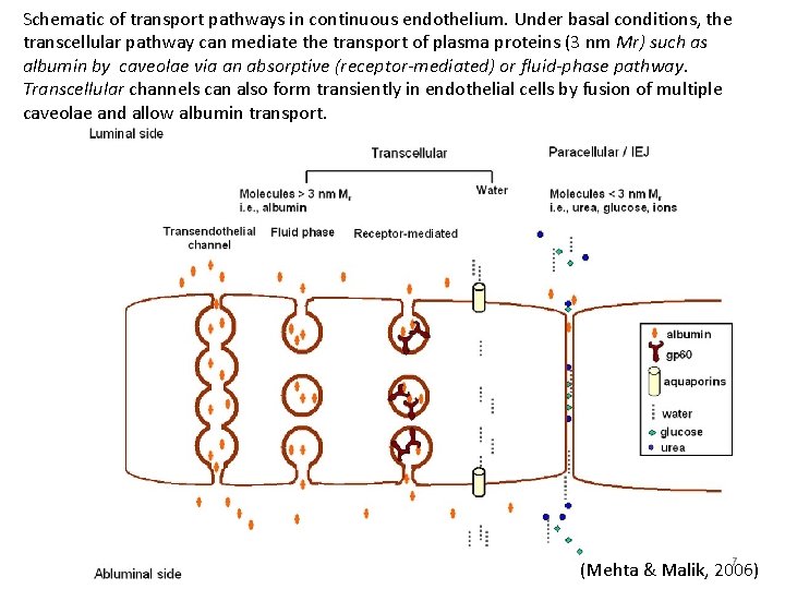 Schematic of transport pathways in continuous endothelium. Under basal conditions, the transcellular pathway can