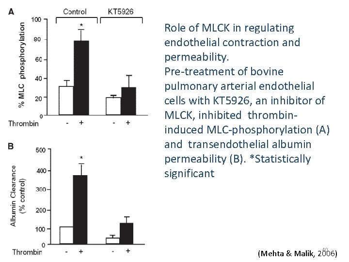 Role of MLCK in regulating endothelial contraction and permeability. Pre-treatment of bovine pulmonary arterial