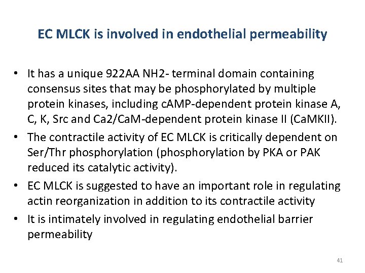 EC MLCK is involved in endothelial permeability • It has a unique 922 AA