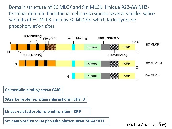 Domain structure of EC MLCK and Sm MLCK: Unique 922 -AA NH 2 terminal