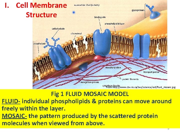 I. Cell Membrane Structure From http: //www. cbv. ns. ca/bec/science/cell/fluid_mosaic. jpg Fig 1 FLUID