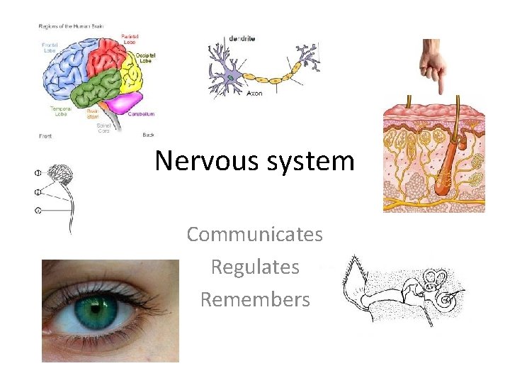 Nervous system Communicates Regulates Remembers 