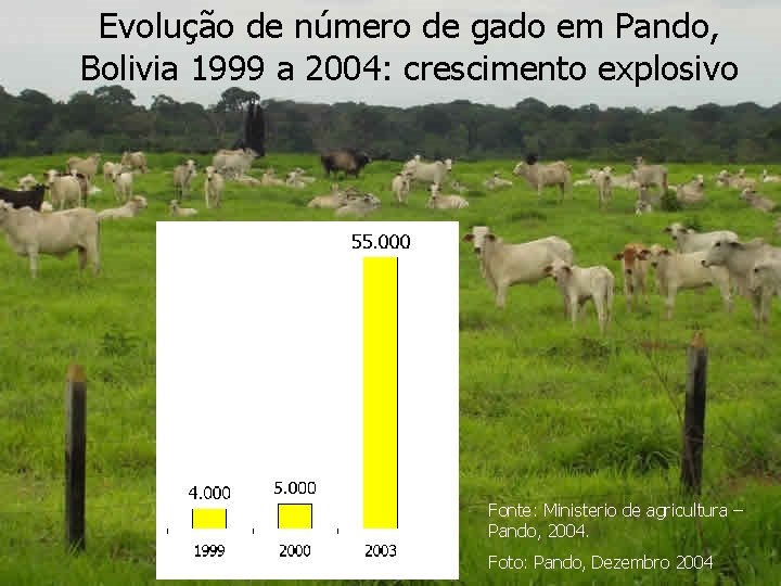 Evolução de número de gado em Pando, Bolivia 1999 a 2004: crescimento explosivo Fonte: