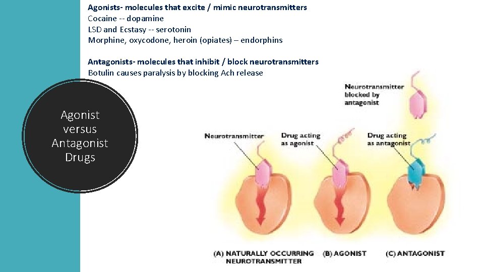 Agonists- molecules that excite / mimic neurotransmitters Cocaine -- dopamine LSD and Ecstasy --