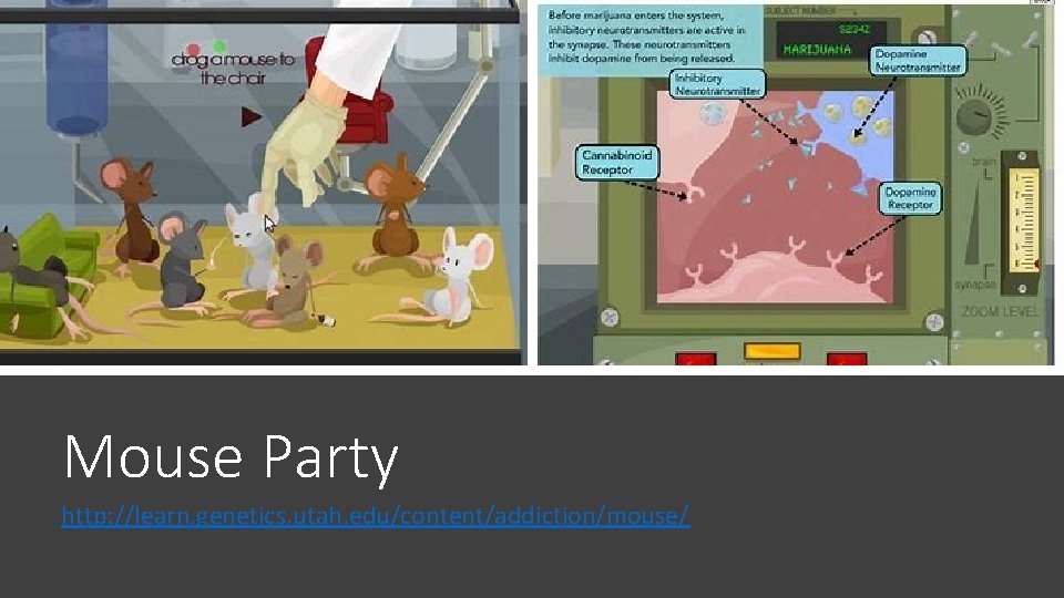 Mouse Party http: //learn. genetics. utah. edu/content/addiction/mouse/ 