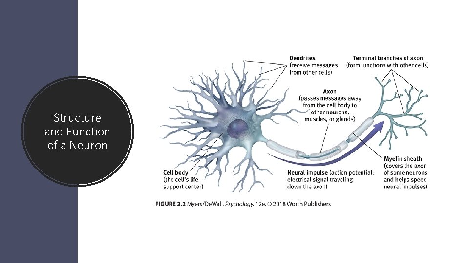 Structure and Function of a Neuron 