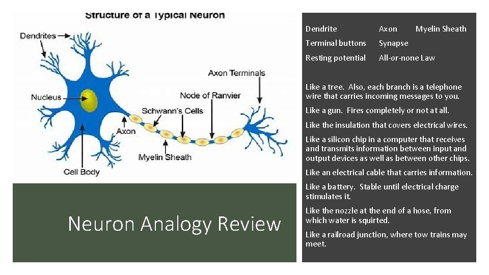 Dendrite Axon Myelin Sheath Terminal buttons Synapse Resting potential All-or-none Law Like a tree.