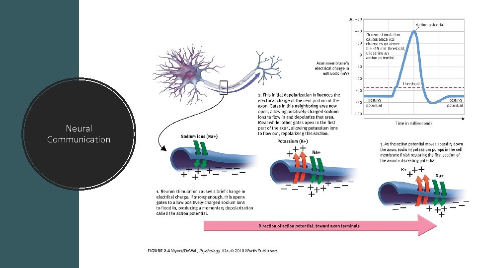 Neural Communication 