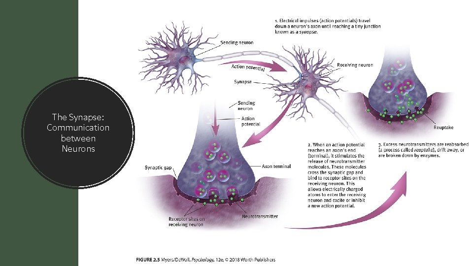 The Synapse: Communication between Neurons 