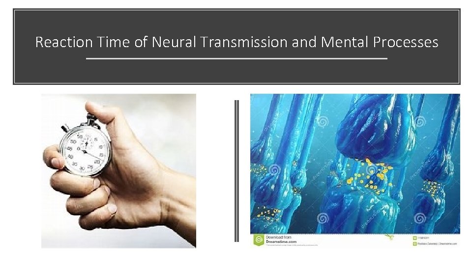 Reaction Time of Neural Transmission and Mental Processes 