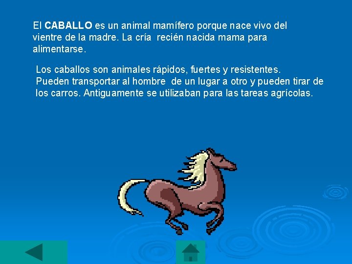El CABALLO es un animal mamífero porque nace vivo del vientre de la madre.