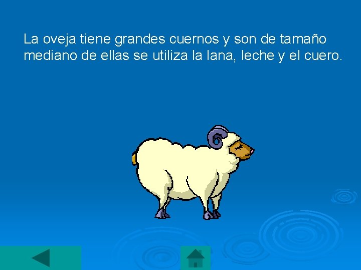 La oveja tiene grandes cuernos y son de tamaño mediano de ellas se utiliza