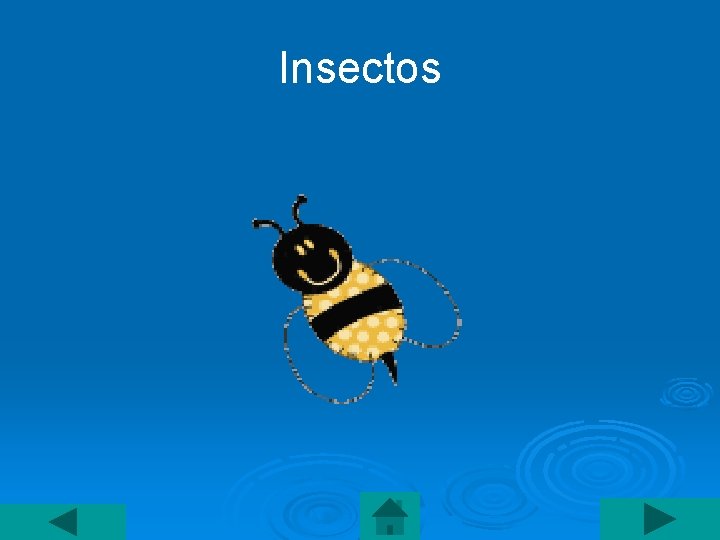 Insectos 