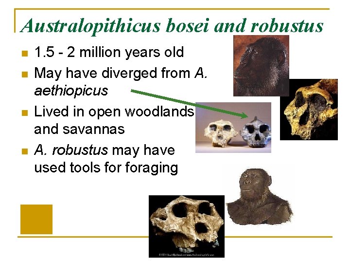 Australopithicus bosei and robustus n n 1. 5 - 2 million years old May