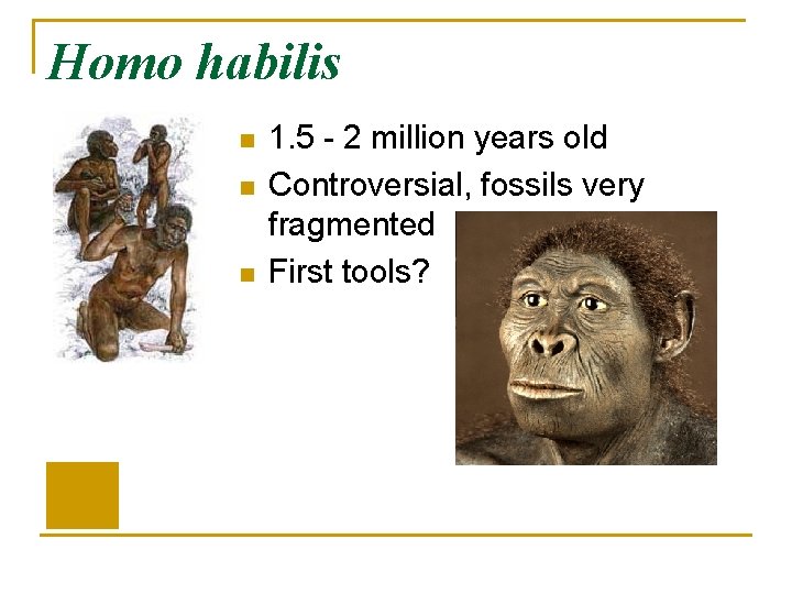 Homo habilis n n n 1. 5 - 2 million years old Controversial, fossils