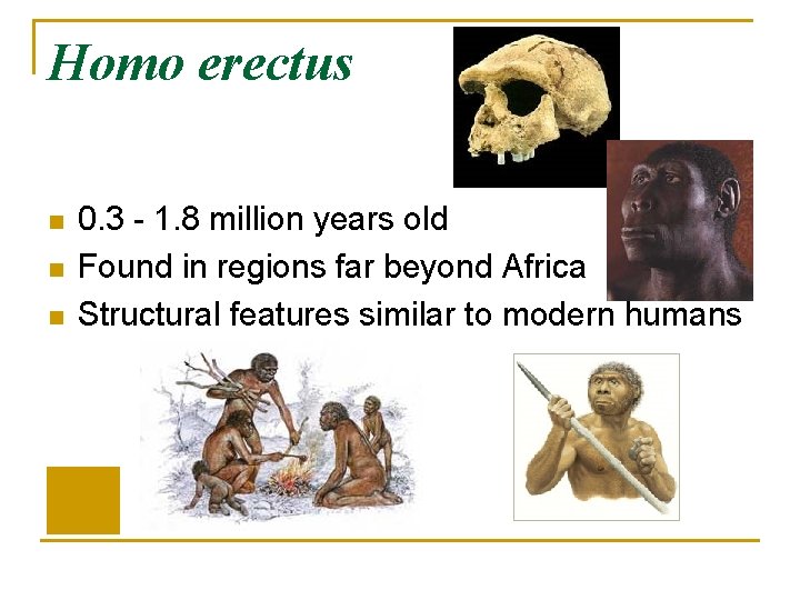 Homo erectus n n n 0. 3 - 1. 8 million years old Found