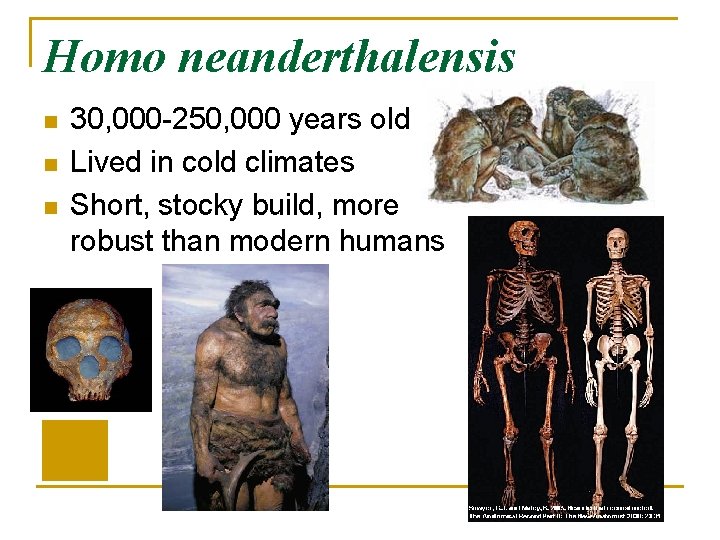 Homo neanderthalensis n n n 30, 000 -250, 000 years old Lived in cold