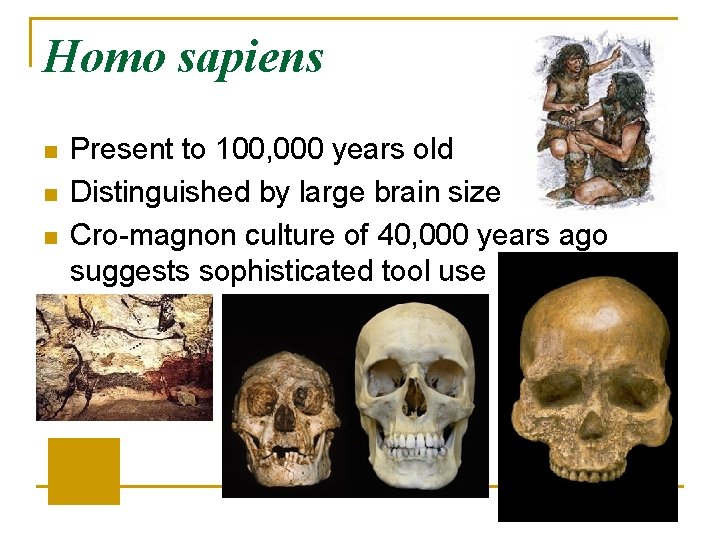 Homo sapiens n n n Present to 100, 000 years old Distinguished by large