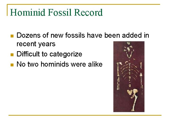 Hominid Fossil Record n n n Dozens of new fossils have been added in