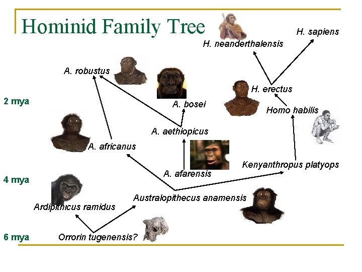 Hominid Family Tree H. sapiens H. neanderthalensis A. robustus H. erectus 2 mya A.