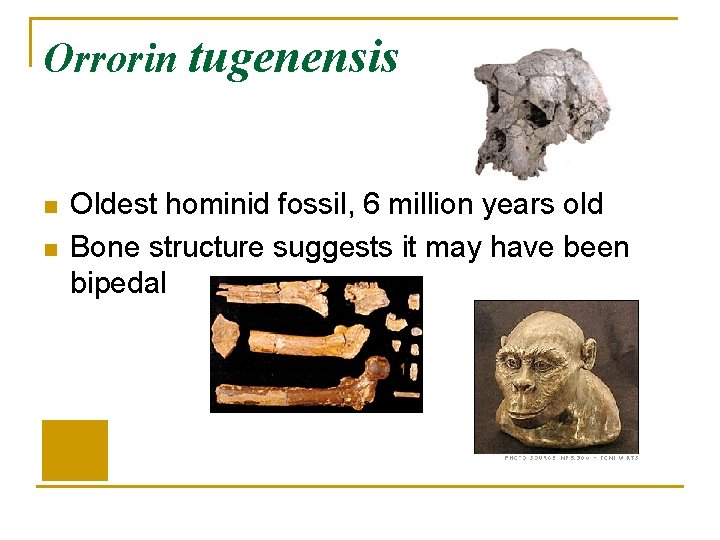 Orrorin tugenensis n n Oldest hominid fossil, 6 million years old Bone structure suggests