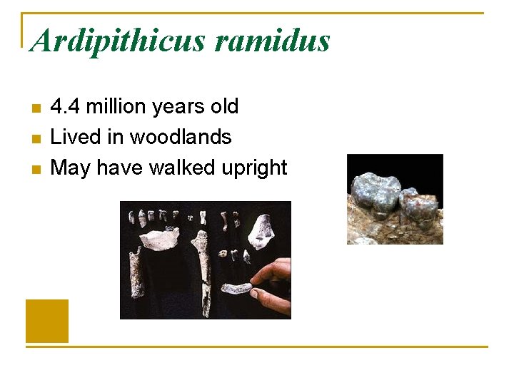 Ardipithicus ramidus n n n 4. 4 million years old Lived in woodlands May