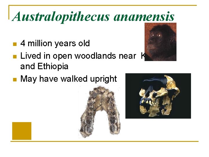 Australopithecus anamensis n n n 4 million years old Lived in open woodlands near