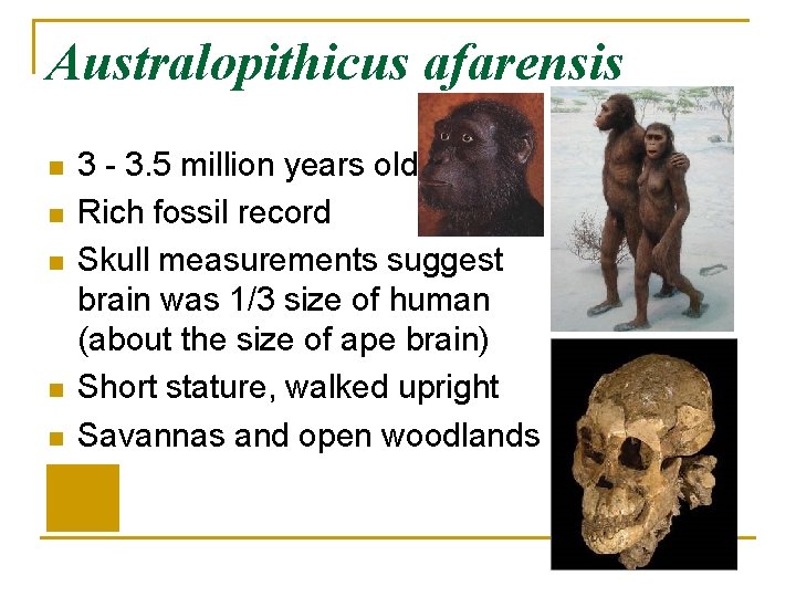 Australopithicus afarensis n n n 3 - 3. 5 million years old Rich fossil