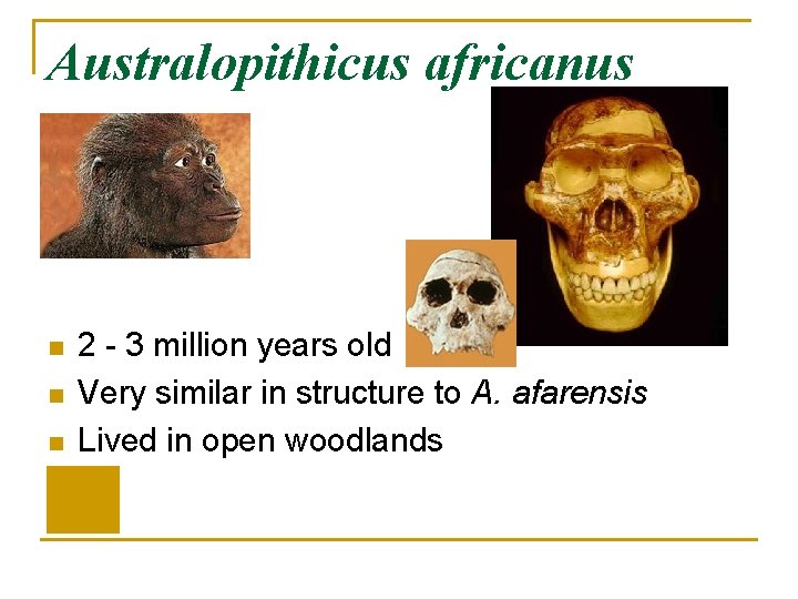 Australopithicus africanus n n n 2 - 3 million years old Very similar in