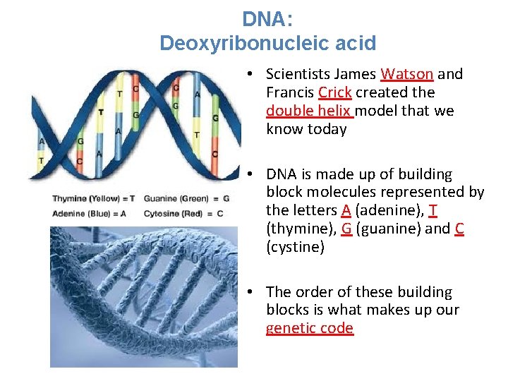 DNA: Deoxyribonucleic acid • Scientists James Watson and Francis Crick created the double helix DNA: Deoxyribonucleic acid • Scientists James Watson and Francis Crick created the double helix