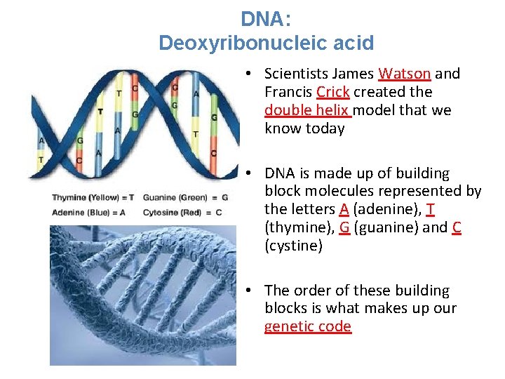 DNA: Deoxyribonucleic acid • Scientists James Watson and Francis Crick created the double helix