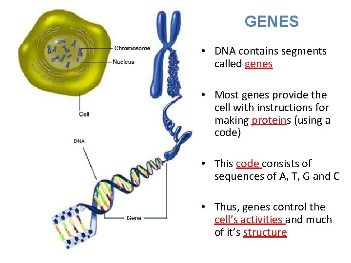 GENES • DNA contains segments called genes • Most genes provide the cell with