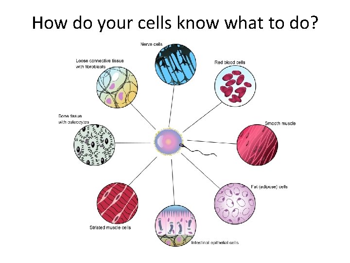 How do your cells know what to do? How do your cells know what to do?
